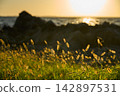 [Nishiura Coast] Catnip shining in the setting sun 142897531