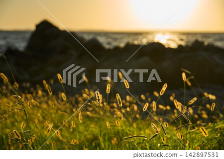 [Nishiura Coast] Catnip shining in the setting sun 142897531