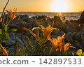 [Nishiura Coast] Yellow daylilies illuminated by the setting sun 142897533