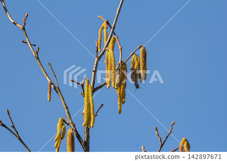 Springtime buds and catkins of Corylus avellan showcasing the beauty of common hazel on tree branches Springtime buds and catkins of Corylus avellan showcasing the beauty of common hazel on tree branches 142897671
