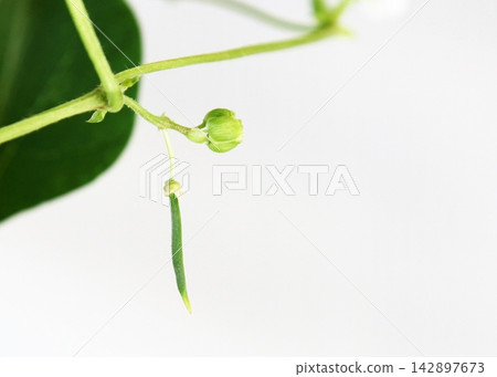 Baby kidney beans (pod-forming stage) Baby kidney beans (pod-forming stage) 142897673