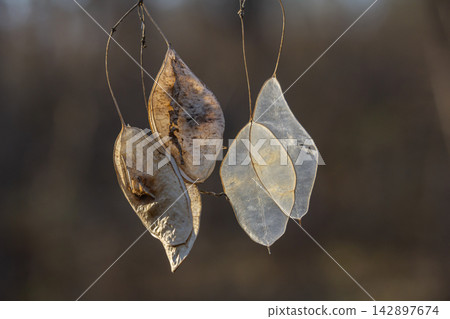 Lunaria rediviva seeds cluster on perennial honesty plant in a serene forest setting Lunaria rediviva seeds cluster on perennial honesty plant in a serene forest setting 142897674