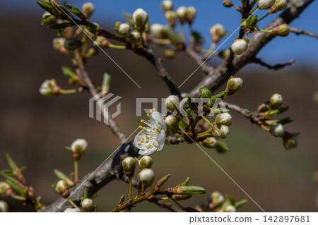 Spring blossoms of Prunus cerasifera reveal delicate flowers among buds in a serene landscape celebrating new life in nature 142897681