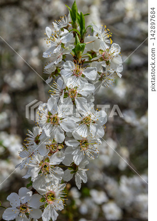 Blooming Prunus cerasifera showcasing delicate white flowers in spring with sunlight filtering through lush petals in a garden setting Blooming Prunus cerasifera showcasing delicate white flowers in spring with sunlight filtering through lush petals in a garden setting 142897684