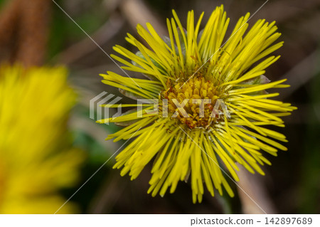 Springtime coltsfoot blooms with vibrant yellow flowers showcasing early season beauty in natural landscapes Springtime coltsfoot blooms with vibrant yellow flowers showcasing early season beauty in natural landscapes 142897689