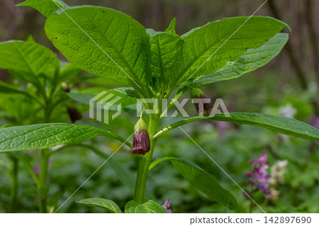 Spring bloom of Scopolia carniolica showcasing its distinct purple bell-shaped flowers among lush green foliage in a tranquil forest setting Spring bloom of Scopolia carniolica showcasing its distinct purple bell-shaped flowers among lush green foliage in a tranquil forest setting 142897690