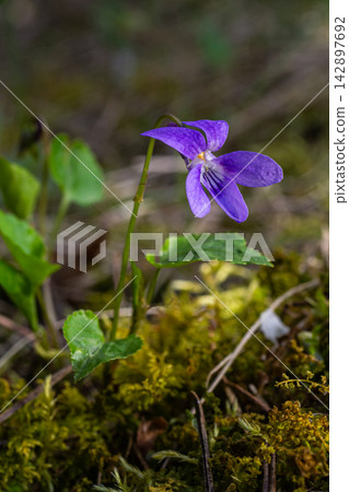 Sweet violet blooms beautifully in a sun-drenched forest showcasing vibrant purple petals against a lush green background Sweet violet blooms beautifully in a sun-drenched forest showcasing vibrant purple petals against a lush green background 142897692