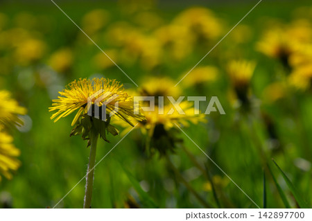 Bright yellow blooms of common dandelion thrive among lush green grass in a vibrant spring setting 142897700