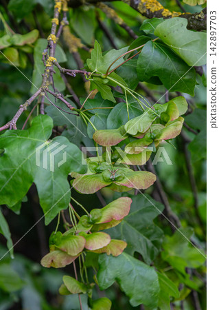 Field Maple tree displaying lobed leaves and paired samaras in a lush natural setting during late spring 142897703