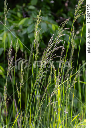 Common bentgrass flourishing in natural habitat during summer showcasing tall stems and delicate seed heads in a lush green environment Common bentgrass flourishing in natural habitat during summer showcasing tall stems and delicate seed heads in a lush green environment 142897705