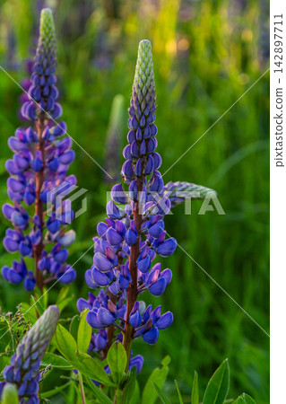 Tall blue flowers of Bigleaf Lupine brighten the landscape in a lush green meadow during late spring Tall blue flowers of Bigleaf Lupine brighten the landscape in a lush green meadow during late spring 142897711