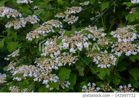 Blooming viburnum opulus displays abundant white flowers and lush green lobed leaves with a striking backdrop in early summer Blooming viburnum opulus displays abundant white flowers and lush green lobed leaves with a striking backdrop in early summer 142897712