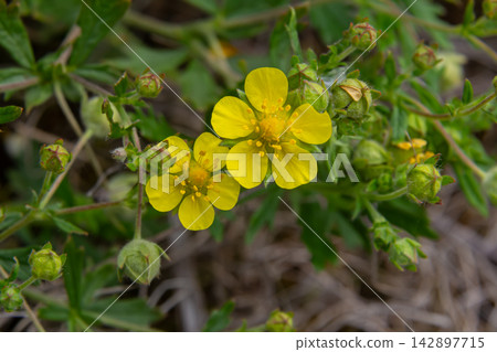 Hoary cinquefoil showcases vibrant yellow flowers among silvery leaves in a natural habitat during spring Hoary cinquefoil showcases vibrant yellow flowers among silvery leaves in a natural habitat during spring 142897715