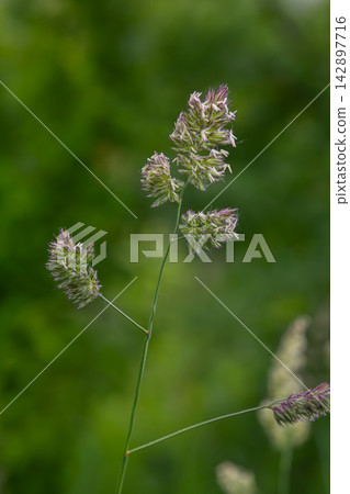 Orchard grass displaying dense flower clusters in a lush green field under natural light conditions Orchard grass displaying dense flower clusters in a lush green field under natural light conditions 142897716