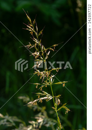 Kentucky bluegrass with open panicle showcasing delicate flowers in a lush green landscape during sunny daytime Kentucky bluegrass with open panicle showcasing delicate flowers in a lush green landscape during sunny daytime 142897722