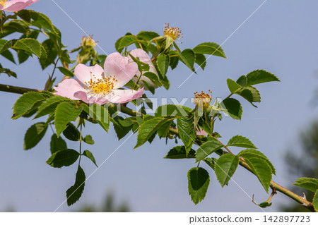Exploring the beauty of Rosa canina the dog rose with delicate pink flowers and resilient thorny stems against a clear blue sky Exploring the beauty of Rosa canina the dog rose with delicate pink flowers and resilient thorny stems against a clear blue sky 142897723