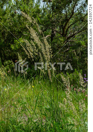 Bushgrass and Wood Small-reed thrive in natural habitat on a sunny day showcasing their lush green foliage and delicate flower spikes in the foreground Bushgrass and Wood Small-reed thrive in natural habitat on a sunny day showcasing their lush green foliage and delicate flower spikes in the foreground 142897724