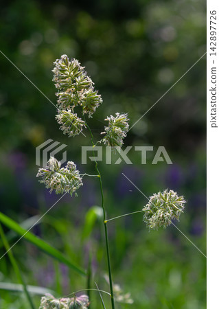 Orchard grass blooms in dense clusters during a sunny day in a meadow showcasing its unique floral structure and vibrant green surroundings Orchard grass blooms in dense clusters during a sunny day in a meadow showcasing its unique floral structure and vibrant green surroundings 142897726