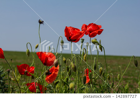 Bright red papaver rhoeas flowers bloom in a sunny field under a clear blue sky during springtime Bright red papaver rhoeas flowers bloom in a sunny field under a clear blue sky during springtime 142897727