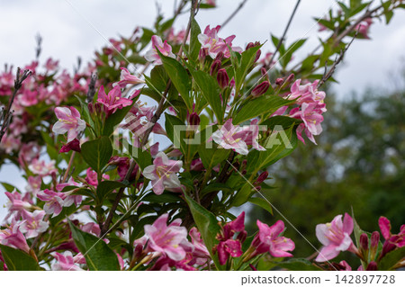 Vibrant Weigela florida blooming with pink bell-shaped flowers in a garden setting under a cloudy sky Vibrant Weigela florida blooming with pink bell-shaped flowers in a garden setting under a cloudy sky 142897728