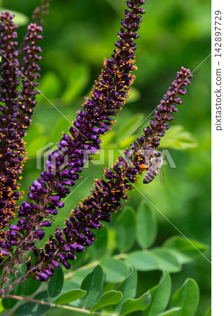 False indigo bush blooms attract bees with purple spike-like flowers in a lush green setting False indigo bush blooms attract bees with purple spike-like flowers in a lush green setting 142897729
