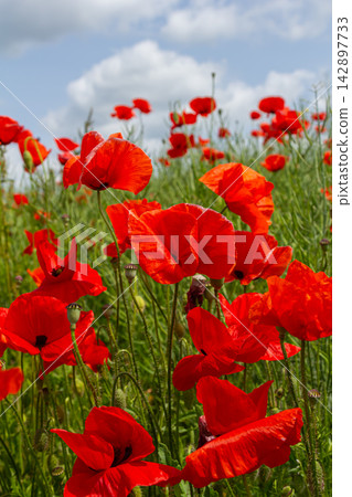 Vibrant field of Papaver rhoeas blossoms swaying in the gentle breeze under a bright blue sky during a sunny spring day Vibrant field of Papaver rhoeas blossoms swaying in the gentle breeze under a bright blue sky during a sunny spring day 142897733