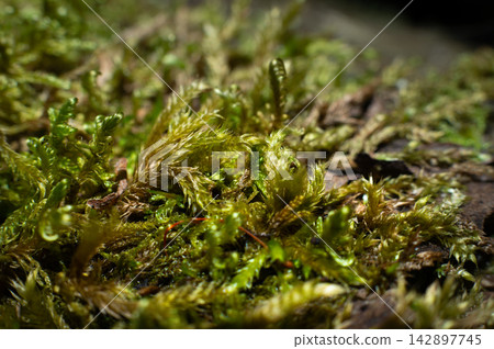 Macro view of green moss on wood surface Macro view of green moss on wood surface 142897745
