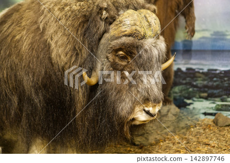 A close-up museum taxidermy exhibit of a muskox (Ovibos moschatus) showing its long brown shaggy coat, curved horns, and distinctive head on display in a museum in Dessau, Germany. The preserved arcti A close-up museum taxidermy exhibit of a muskox (Ovibos moschatus) showing its long brown shaggy coat, curved horns, and distinctive head on display in a museum in Dessau, Germany. The preserved arcti 142897746