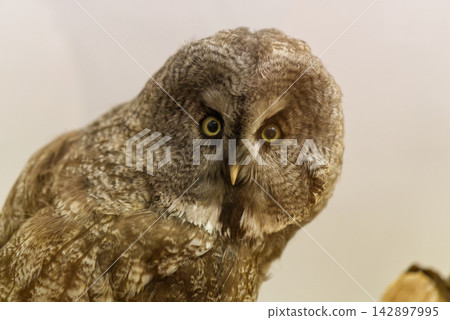 A close-up museum taxidermy exhibit of a great grey owl (Strix nebulosa) showing its distinctive large facial disk, mottled grey plumage, and yellow eyes on display at a museum in Dessau, Germany. A close-up museum taxidermy exhibit of a great grey owl (Strix nebulosa) showing its distinctive large facial disk, mottled grey plumage, and yellow eyes on display at a museum in Dessau, Germany. 142897995