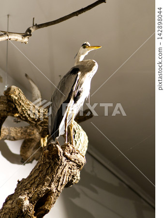 A museum taxidermy exhibit of a small wader or shorebird perched on a piece of wood in a simulated natural habitat diorama at a museum in Dessau, Germany. The preserved bird specimen is shown against A museum taxidermy exhibit of a small wader or shorebird perched on a piece of wood in a simulated natural habitat diorama at a museum in Dessau, Germany. The preserved bird specimen is shown against 142898044