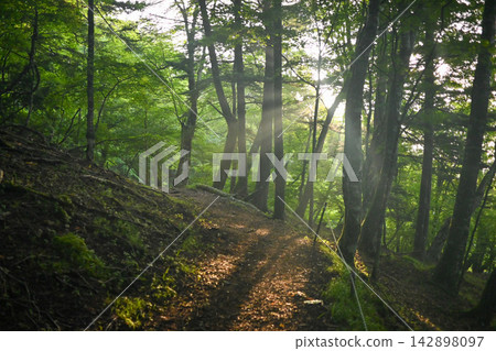 A forest bathed in sunlight A forest bathed in sunlight 142898097