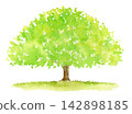 A large watercolor illustration of a tree 142898185