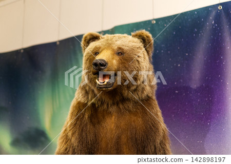 A close-up museum taxidermy exhibit of a brown bear (Ursus arctos) showing its head, open mouth with teeth, and brown fur on display at a museum in Dessau, Germany. The preserved large mammal specimen A close-up museum taxidermy exhibit of a brown bear (Ursus arctos) showing its head, open mouth with teeth, and brown fur on display at a museum in Dessau, Germany. The preserved large mammal specimen 142898197