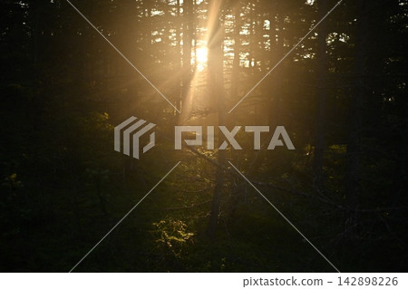 早晨的太陽插入森林 早晨的太陽插入森林 142898226