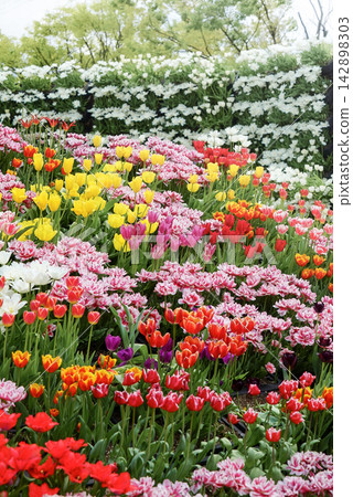 Tonami Tulip Fair Flowers of Otani Tonami Tulip Fair Flowers of Otani 142898303