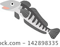 Vector illustration of an Antarctic icefish Vector illustration of an Antarctic icefish 142898335