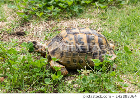 A tortoise eating clover A tortoise eating clover 142898364