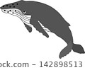 Humpback whale vector illustration Humpback whale vector illustration 142898513