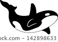Killer whale vector illustration Killer whale vector illustration 142898633