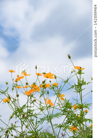 九月,在代代木公園,黃色的波斯菊在藍天白雲的襯托下盛開。 九月,在代代木公園,黃色的波斯菊在藍天白雲的襯托下盛開。 142899464