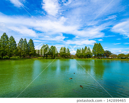 夏日晴空萬裡,水鳥在池塘邊游弋。 夏日晴空萬裡,水鳥在池塘邊游弋。 142899465
