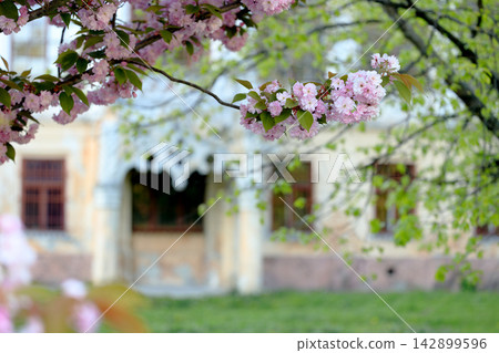 Delicate pink cherry blossoms blooming on a tree branch against a soft blurred garden background Delicate pink cherry blossoms blooming on a tree branch against a soft blurred garden background 142899596