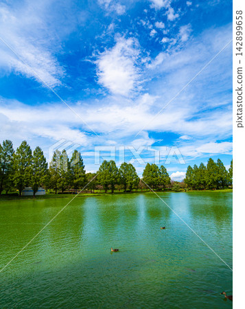 晴朗的夏日天空,水鳥在池塘中游弋(豎幅構圖) 晴朗的夏日天空,水鳥在池塘中游弋(豎幅構圖) 142899658