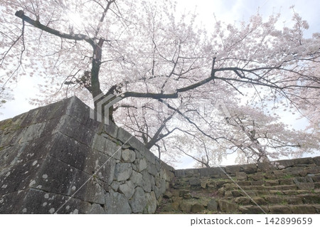 彥根城的城牆上，櫻花盛開。 142899659