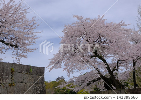 彥根城的城牆上,櫻花盛開。 彥根城的城牆上,櫻花盛開。 142899660