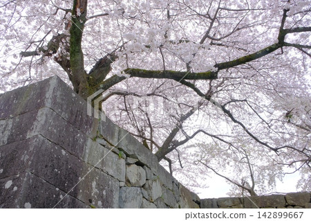 The castle walls of Hikone Castle with cherry blossoms in bloom The castle walls of Hikone Castle with cherry blossoms in bloom 142899667