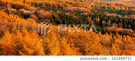 Autumn scenery with colorful larch forests as seen from Kaiyodai in Nakashibetsu Town, Hokkaido. 142899711