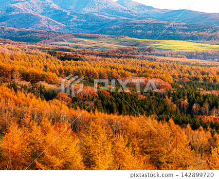 Autumn scenery with colorful larch forests as seen from Kaiyodai in Nakashibetsu Town, Hokkaido. Autumn scenery with colorful larch forests as seen from Kaiyodai in Nakashibetsu Town, Hokkaido. 142899720