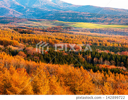 Autumn scenery with colorful larch forests as seen from Kaiyodai in Nakashibetsu Town, Hokkaido. Autumn scenery with colorful larch forests as seen from Kaiyodai in Nakashibetsu Town, Hokkaido. 142899722