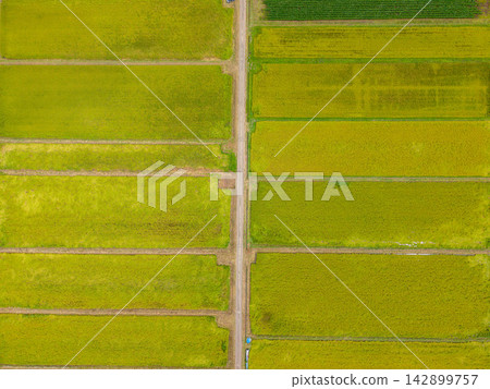 [Aerial Footage] Aerial view of the rice fields of Shioda Plain during the autumn harvest season [Nagano Prefecture] 142899757